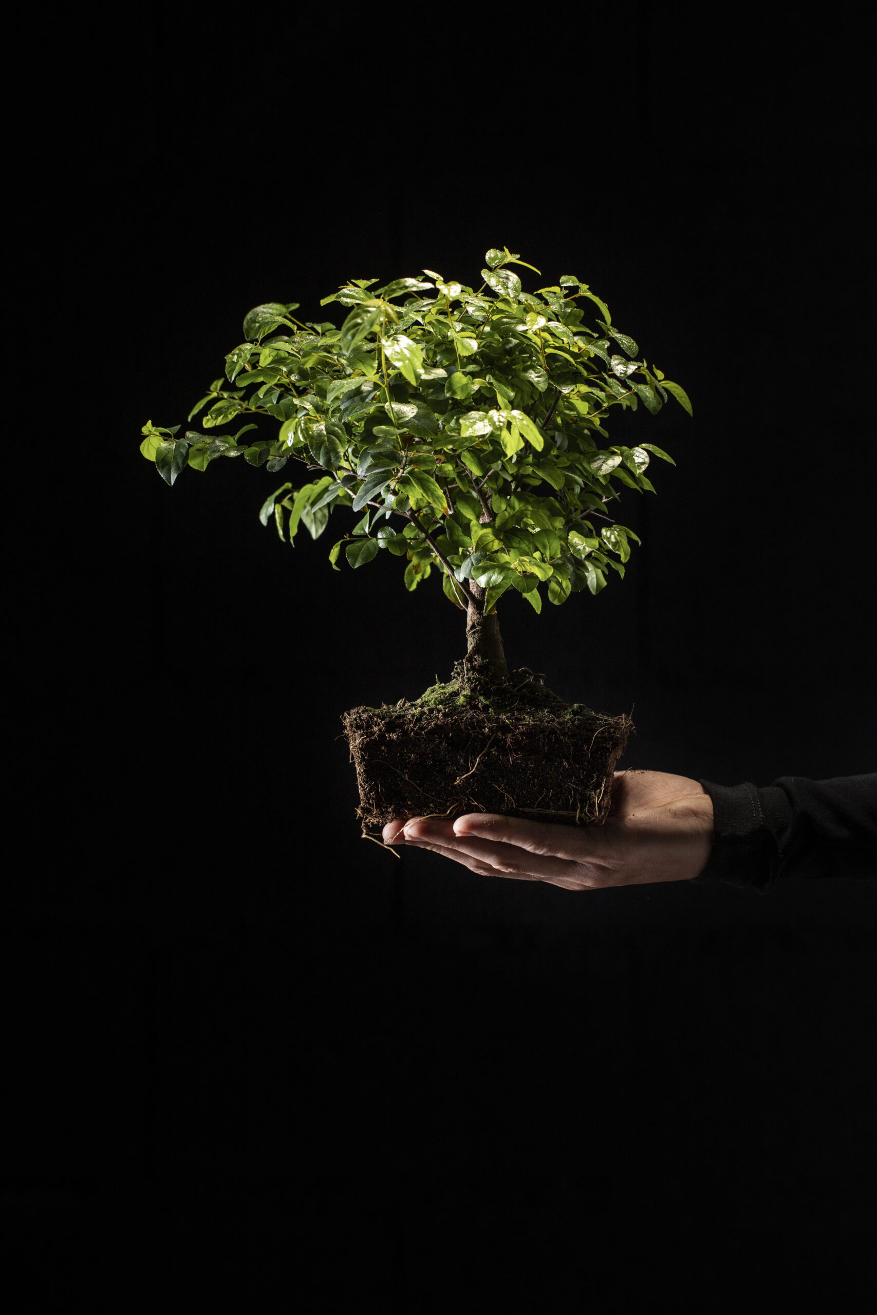 Rooted in Nature, Backed by Trust